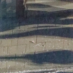 image: Image from the photoset &lsquo;esch/uelzecht (liv)&rsquo;.