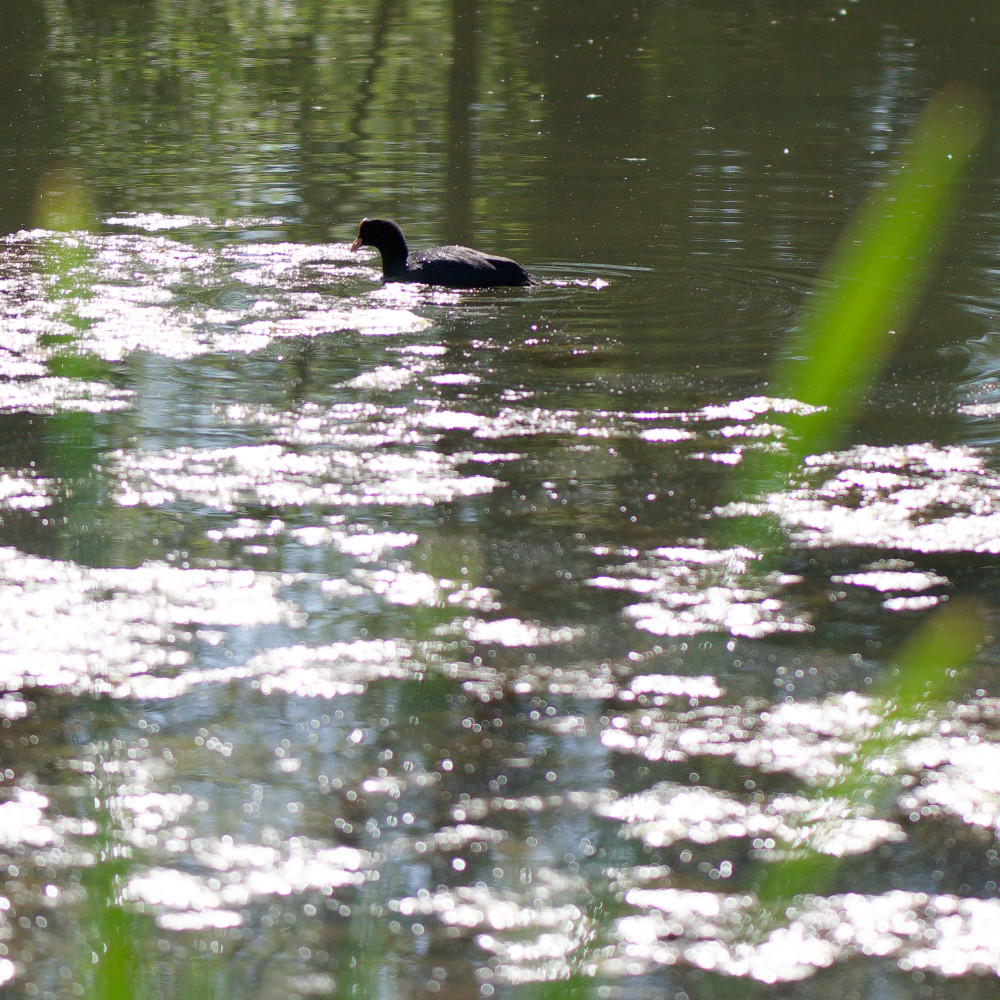 image: This is &lsquo;echternach (i) 2&rsquo;.