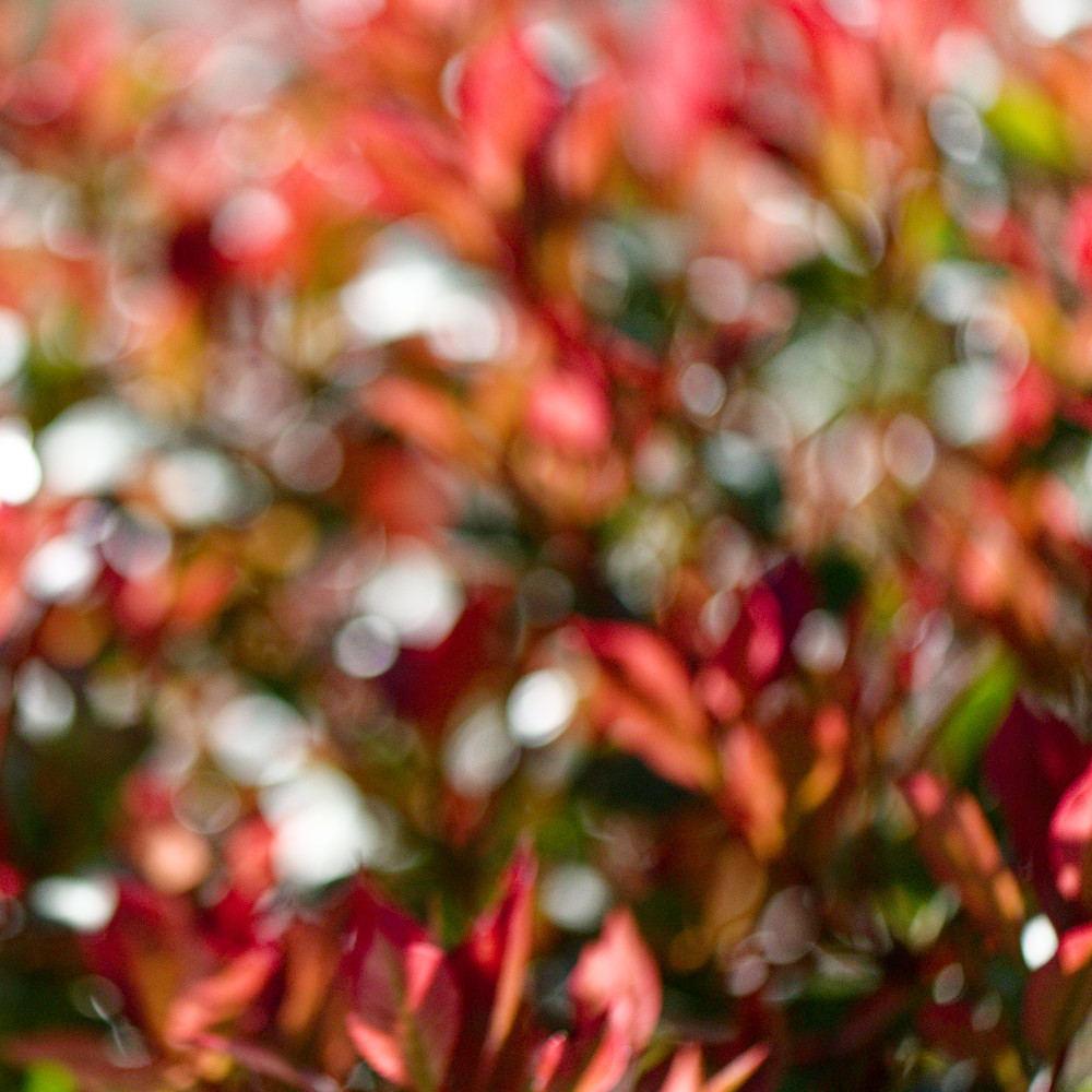 image: This is &lsquo;echternach (i) 5&rsquo;.