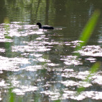 image: Image from the photoset &lsquo;echternach (i)&rsquo;.