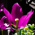 image: Image from the photoset &lsquo;echternach (i)&rsquo;.