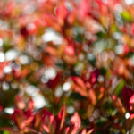 image: Image from the photoset &lsquo;echternach (i)&rsquo;.