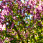 image: Image from the photoset &lsquo;echternach (i)&rsquo;.