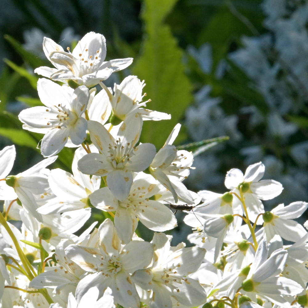 image: This is &lsquo;escher blummen (clxv) 2&rsquo;.