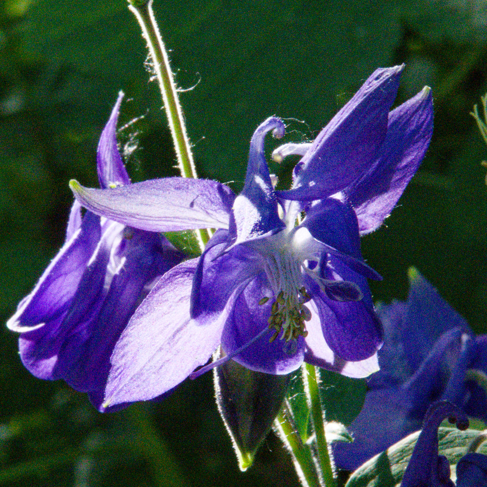 image: This is &lsquo;escher blummen (clxv) 3&rsquo;.