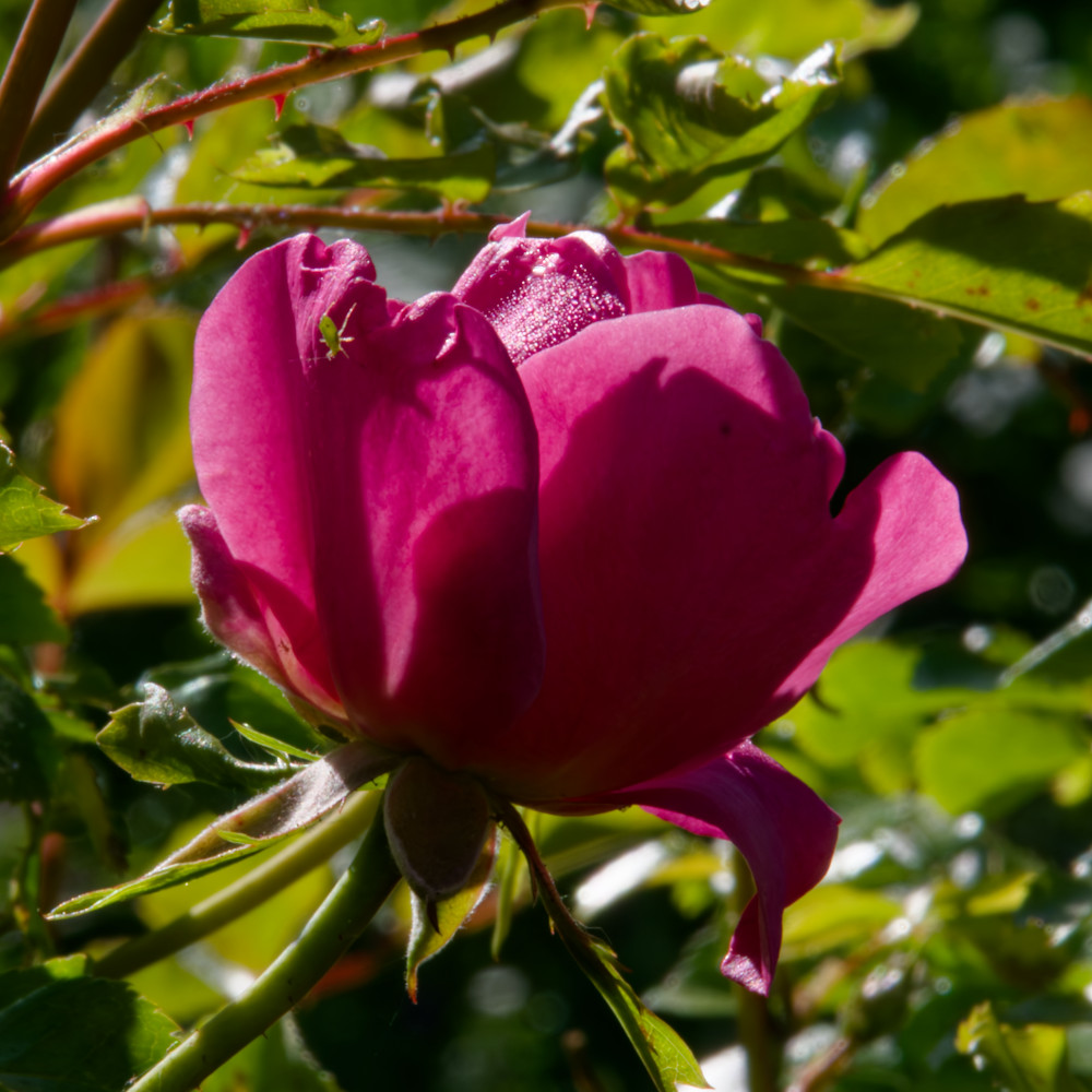 image: This is &lsquo;escher blummen (clxv) 5&rsquo;.