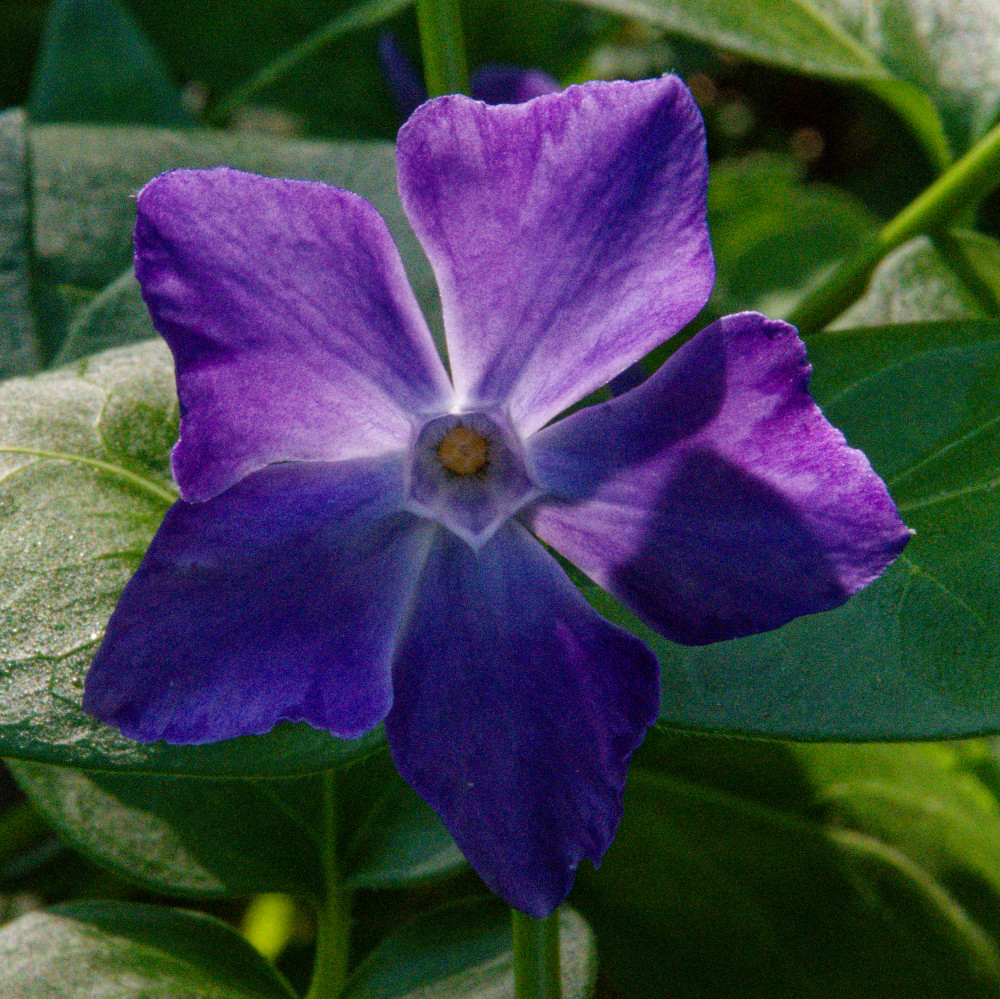 image: This is &lsquo;escher blummen (clxv) 6&rsquo;.