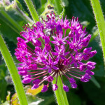 image: escher&nbsp;blummen (clxv) photoset