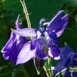 image: Image from the photoset &lsquo;escher blummen (clxv)&rsquo;.