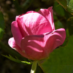 image: Image from the photoset &lsquo;escher blummen (clxv)&rsquo;.