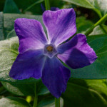 image: Image from the photoset &lsquo;escher blummen (clxv)&rsquo;.