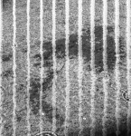 image: Image from the photoset &lsquo;belval (vi)&rsquo;.