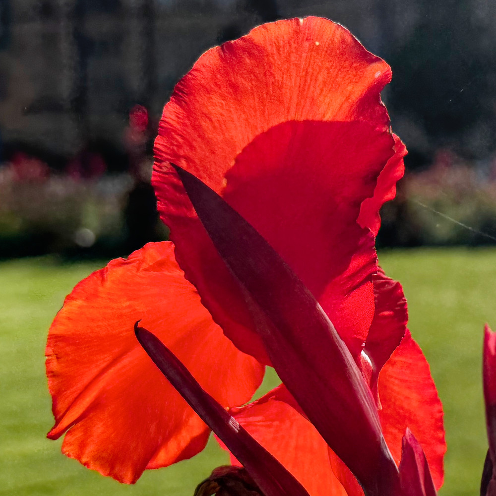 image: This is &lsquo;flower (il) 1&rsquo;.