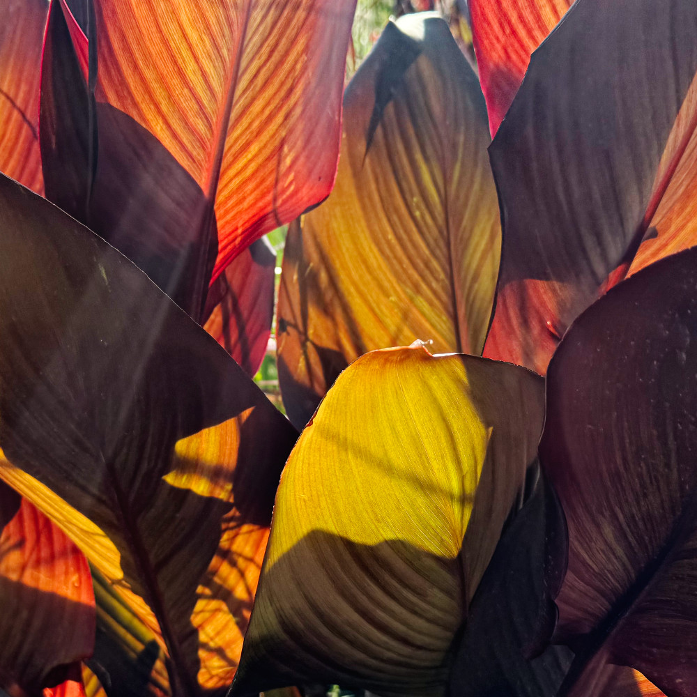 image: This is &lsquo;flower (il) 2&rsquo;.