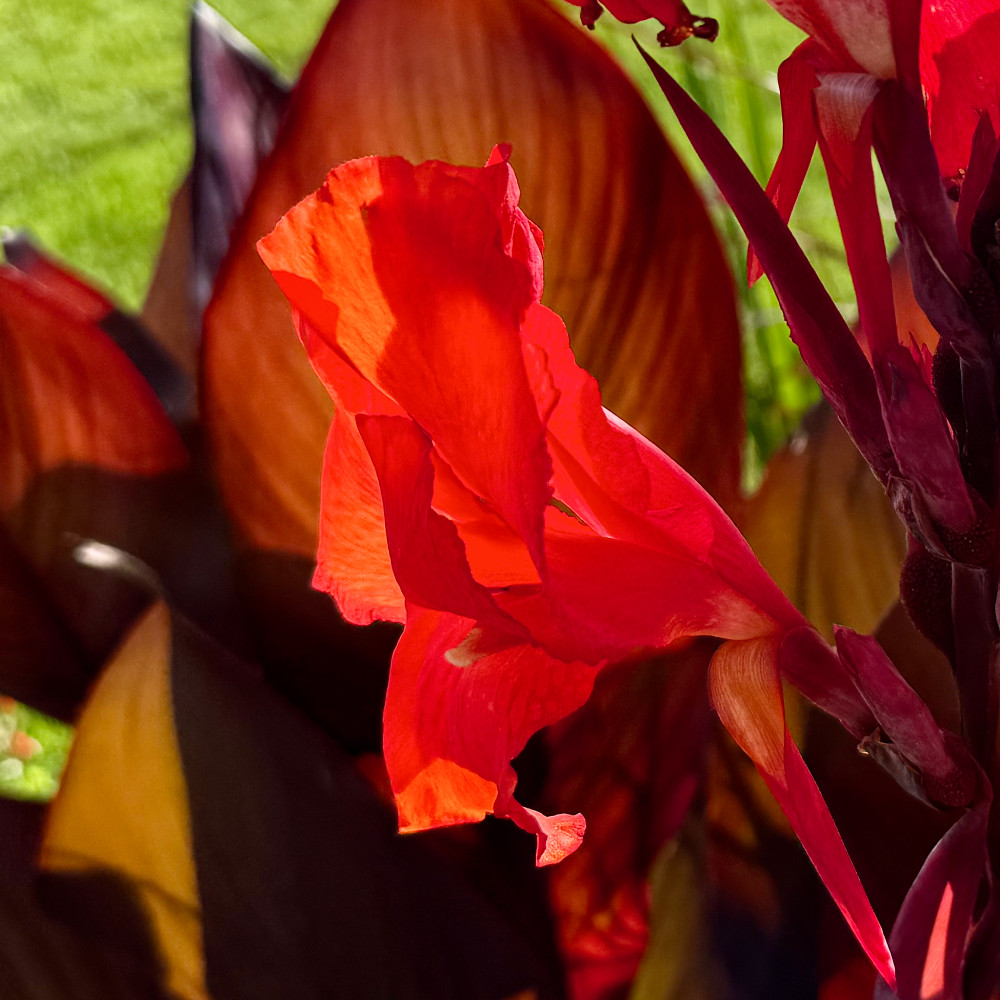 image: This is &lsquo;flower (il) 3&rsquo;.