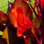 image: place des martyrs luxembourg photoset