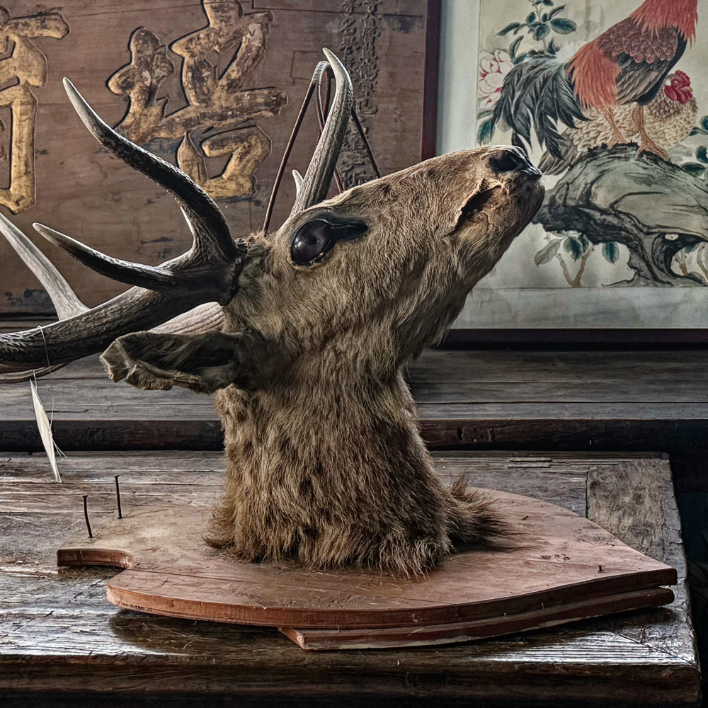 image: deer head