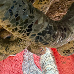 image: Image from the photoset &lsquo;porcelain house&rsquo;.