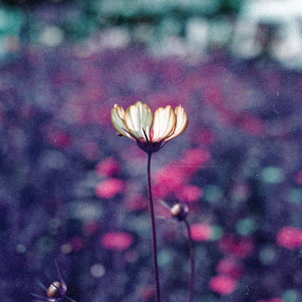 image: This is &lsquo;flower (l) 1&rsquo;.