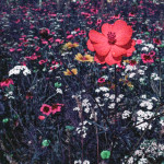 image: Image from the photoset &lsquo;flower (l)&rsquo;.