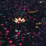 image: Image from the photoset &lsquo;flower (l)&rsquo;.