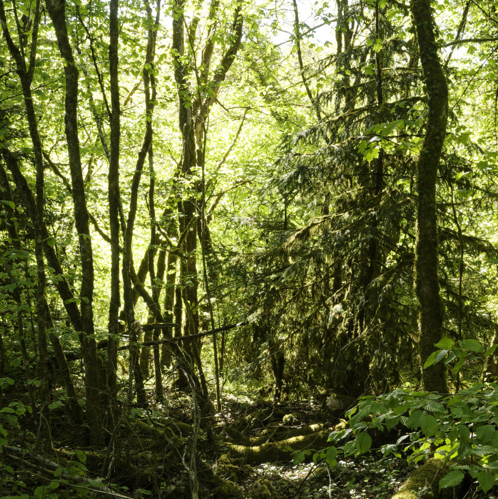 image: This is &lsquo;esch/uelzecht (lxxvii) 2&rsquo;.