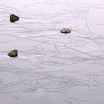 Fourth image from the photoset 'stanwick (i)'.