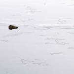 Sixth image from the photoset 'stanwick (i)'.