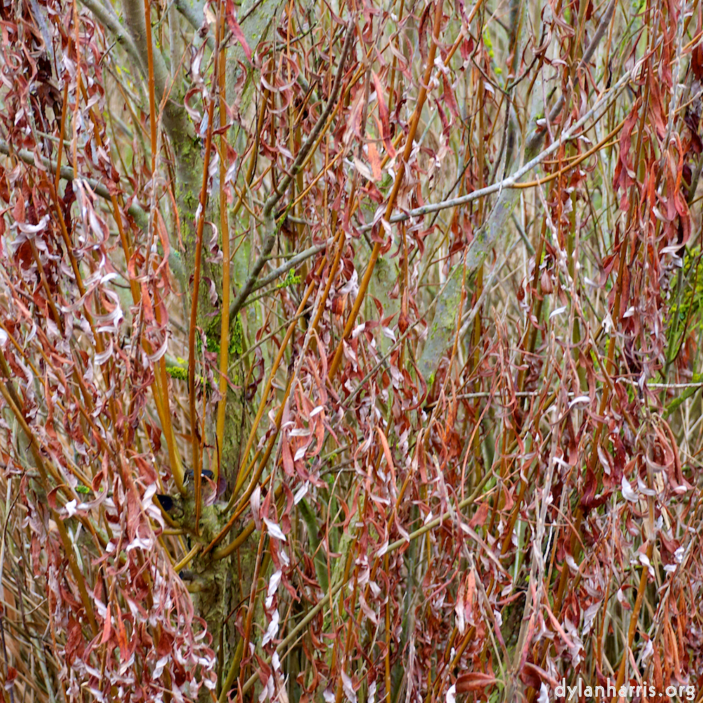 Image 'stanwick (ii) 1'.