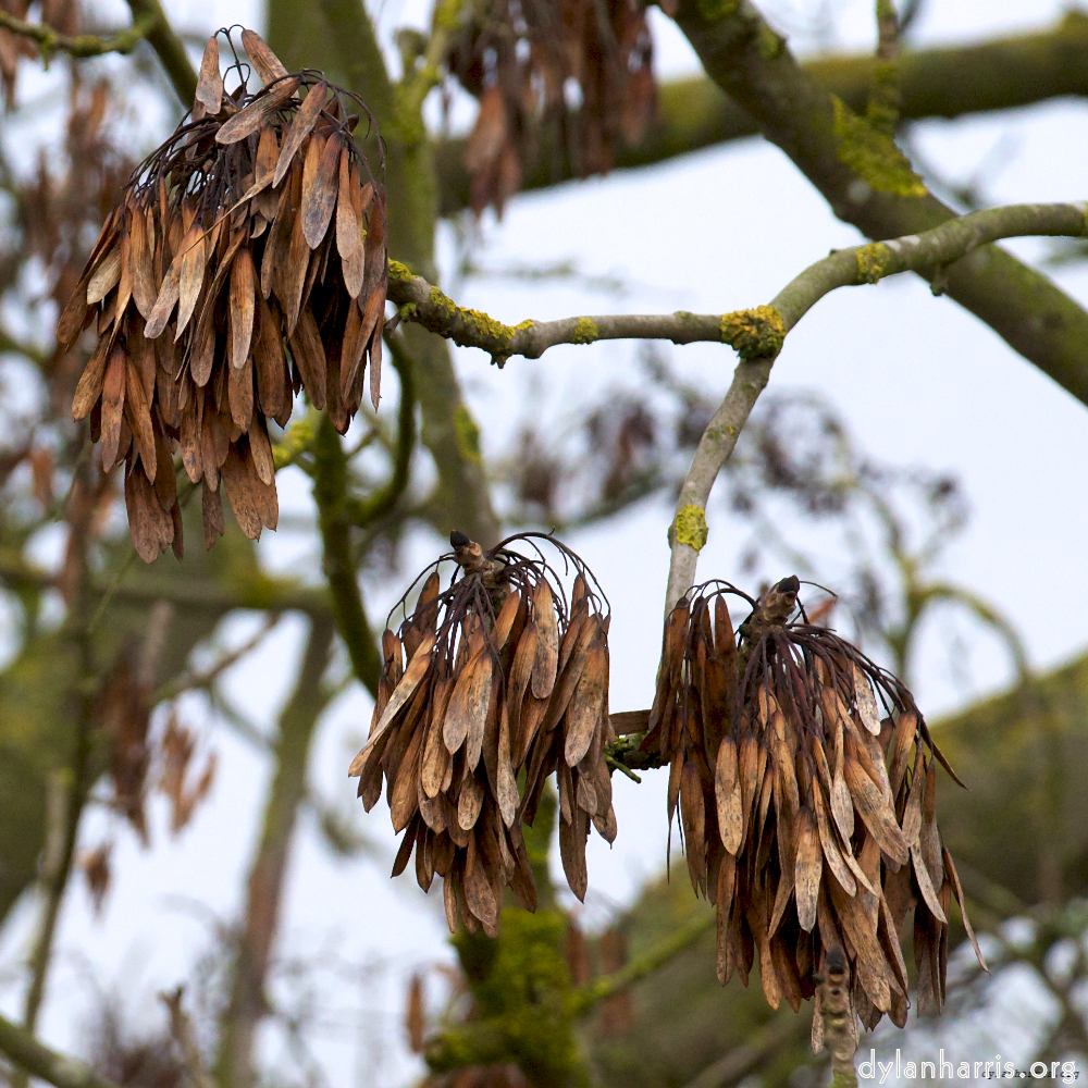 Image 'stanwick (ii) 2'.