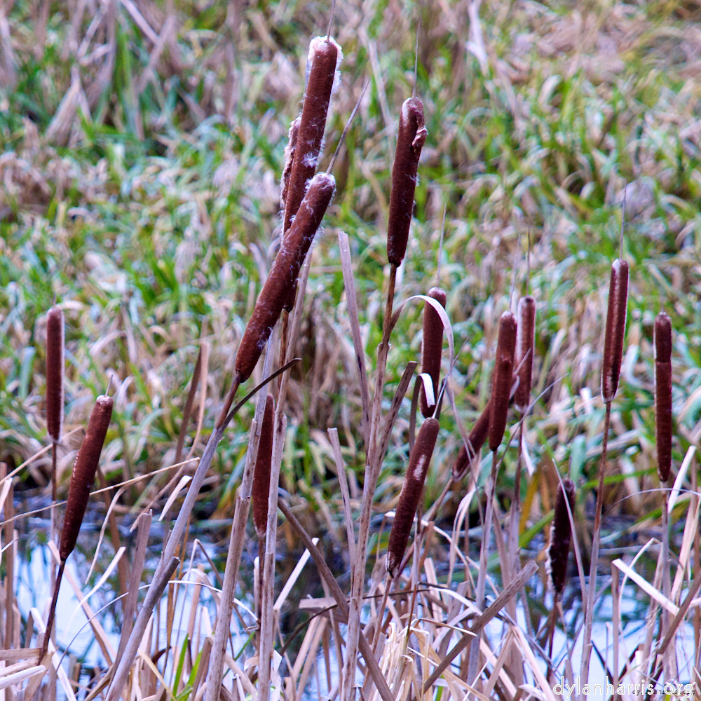 Image 'stanwick (ii) 3'.