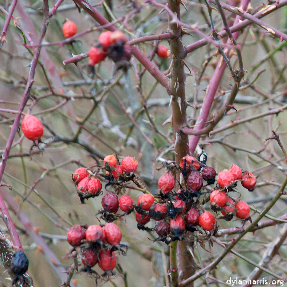 Image 'stanwick (ii) 5'.