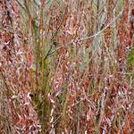 First image from the photoset 'stanwick (ii)'.