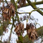 Second image from the photoset 'stanwick (ii)'.