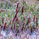 Third image from the photoset 'stanwick (ii)'.