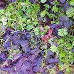 Fourth image from the photoset 'stanwick (ii)'.