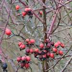 Fifth image from the photoset 'stanwick (ii)'.