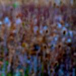 Sixth image from the photoset 'stanwick (ii)'.