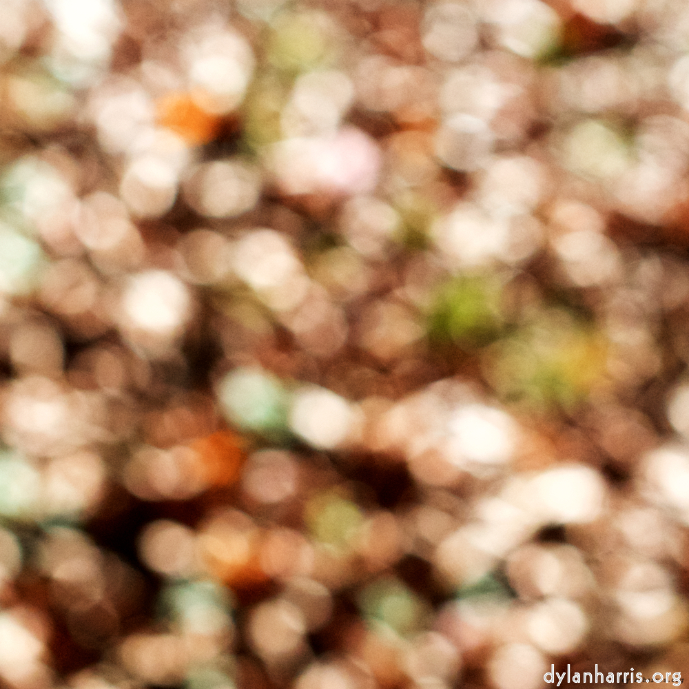 image: Image 'wood (xvii) 1'