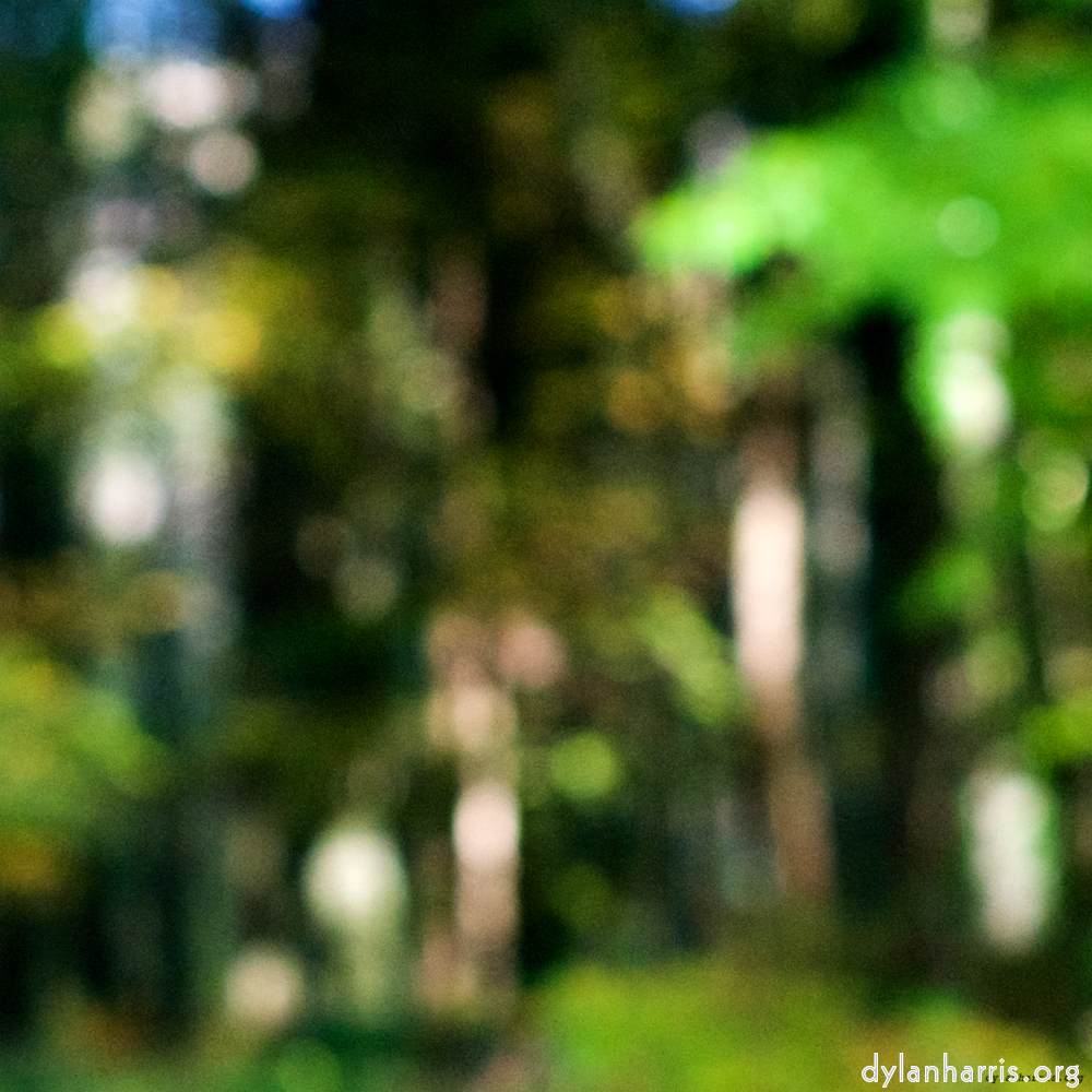 Image: Image 'wood (xvii) 2'