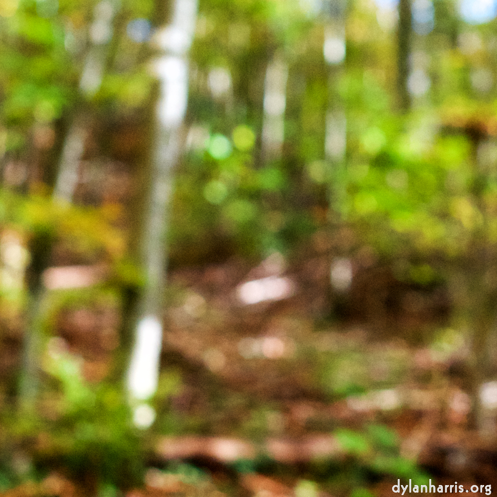 image: Image 'wood (xvii) 4'