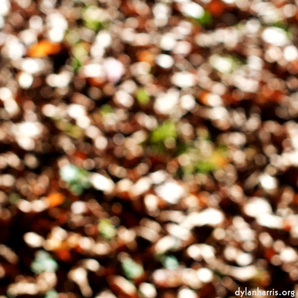 image: Image 'wood (xvii) 6'