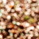 image: Image from the photoset &lsquo;wood (xvii)&rsquo;.