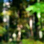 image: Image from the photoset &lsquo;wood (xvii)&rsquo;.