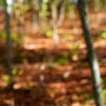 image: Image from the photoset &lsquo;wood (xvii)&rsquo;.