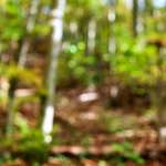 image: Image from the photoset &lsquo;wood (xvii)&rsquo;.