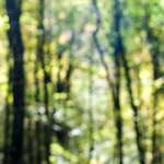 image: Image from the photoset &lsquo;wood (xvii)&rsquo;.