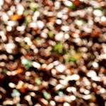 image: Image from the photoset &lsquo;wood (xvii)&rsquo;.