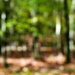 image: Image from the photoset &lsquo;wood (xvii)&rsquo;.