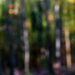 image: Image from the photoset &lsquo;wood (xviii)&rsquo;.